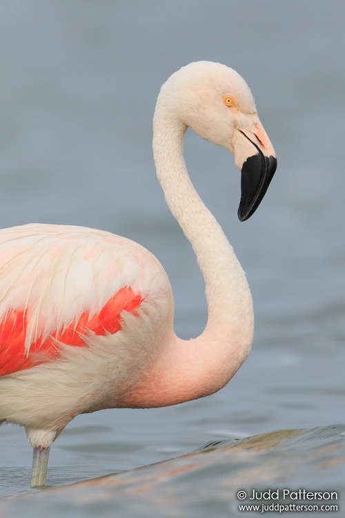 Chilean Flamingo, Laguna El Tupungato, Argentina